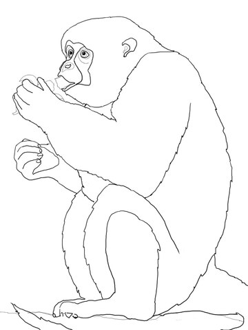 Woolly Monkey Eats Banana Coloring Page